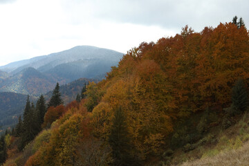 Beautiful view of mountain forest in autumn