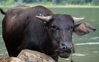 Naklejka premium Tamaraw or Mindoro Dwarf Buffalo chilling by the lake 