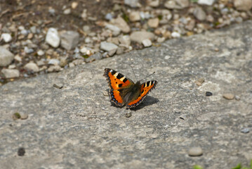 Fototapeta na wymiar Small tortoiseshell butterfly (Aglais urticae) sitting on stone in Zurich, Switzerland