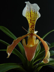 Orquídea zapatito