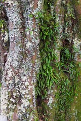 木に生える苔・地衣類