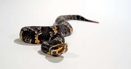 Taylors Mokassinotter // Taylor's cantil (Agkistrodon bilineatus taylori, Agkistrodon taylori)