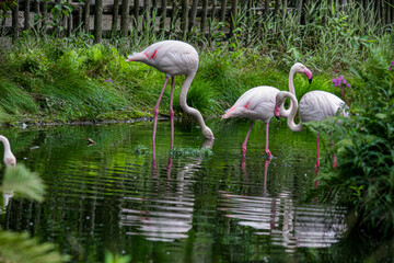 pink flamingo in the zoo