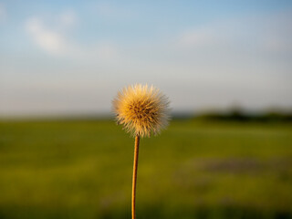 Obraz na płótnie Canvas Close-up of a ripe dandelion flower against the background of the evening sky and field. Selective focus