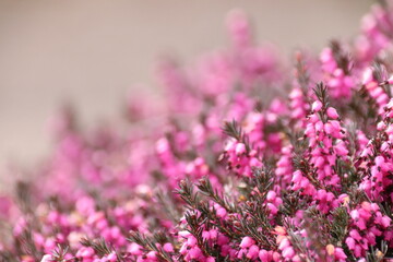 close up of heather flowers