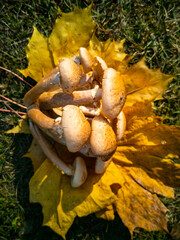 mushrooms in the forest