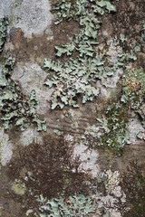 地衣類のグラフィック