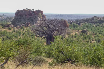 Fototapeten baobab tree landscape with rock outcrops and mopane trees © Antje