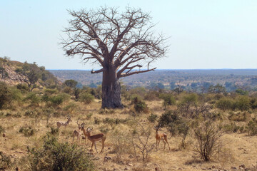 large baobab tree in the midday sun with impala in the foreground on a warm winter day