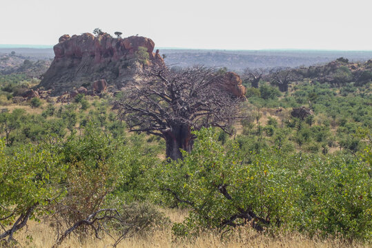 baobab tree landscape with rock outcrops and mopane trees