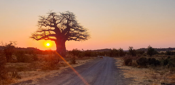 Baobab Sunset On The Road