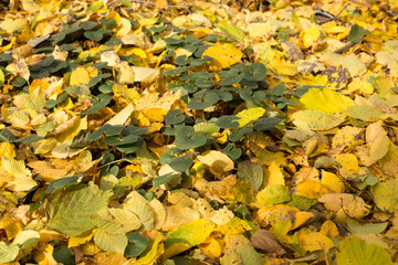 Colorful and vibrant, yellow and red leaves in autumn