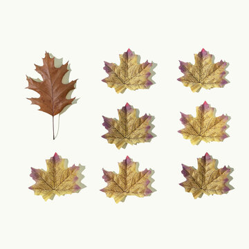 Autumn or fall scene background or wallpaper with leaves.  Minimal nature seasonal conccept. Flat lay composition.