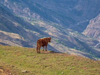 Red cow on the edge of a cliff looks into the abyss.