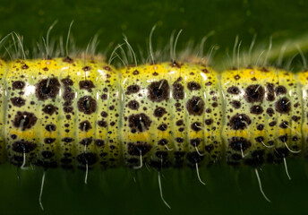 Caterpillar body macro close-up magnification yellow and black