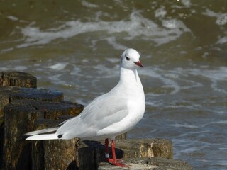 black-headed gulls have a white head in winter