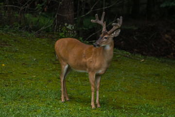 Naklejka na ściany i meble Male deer a buck posing