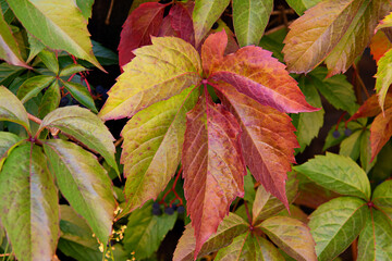 Bright colorful autumn leaves of maiden grape