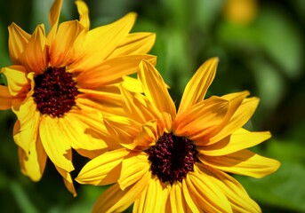 Fototapeta premium yellow flower in the garden