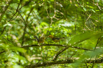 Prothonotary warbler feeding its baby