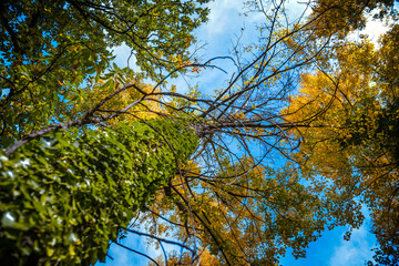 Obraz premium Paisaje otoñal. Naturaleza en otoño. Invierno y hojas en el campo.