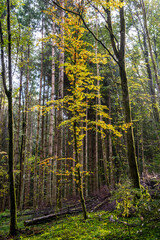 Fototapeta premium Trees in autumn colors