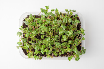 Micro-green shoots in a plastic container on a white background