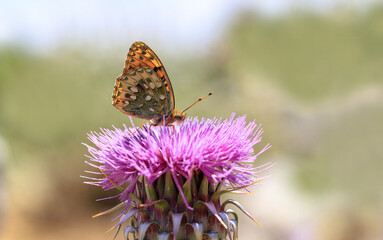 Beautiful Pearl butterfly on thistles - Argynnis aglaja