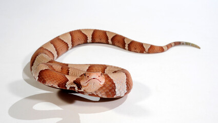 Nordamerikanischer Kupferkopf // Eastern copperhead (Agkistrodon contortrix)