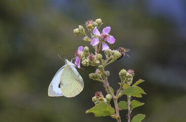 Great White-Angel butterfly on blackberry blossom - Pieris brassicae