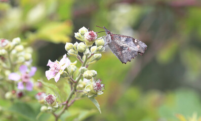 Hackberry Butterfly -Libythea celtis on a blackberry plant