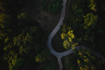 the road in the forest