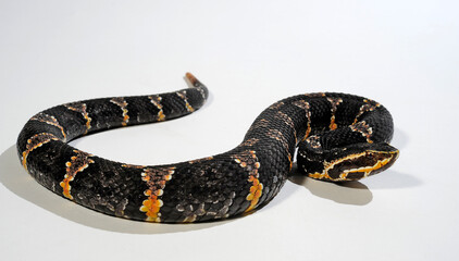 Taylors Mokassinotter // Taylor's cantil (Agkistrodon bilineatus taylori, Agkistrodon taylori)