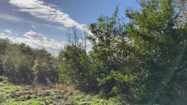 Strong wind above trees and bushes. Bending trees in the wind. Orcane wind with strong trees movements and flying leaves