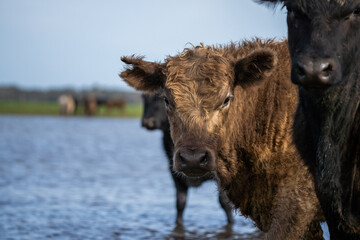 Angus and murray greey cows running through water in a paddock and field, in Australia