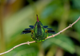 Copper-rumped hummingbird, Amazilia tobaci, bathing in the rain with droplets of water on his wings. 