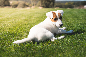 Happy little jack russell puppy dog is sitting in the grass