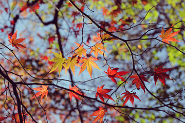 Colourful autumn leaves of the Japanese maple.