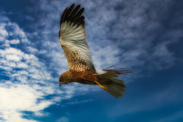 Mäusebussard (Buteo buteo) 