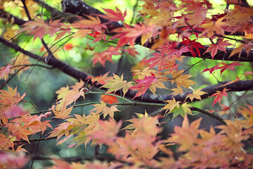 Colourful autumn leaves of the Japanese maple.