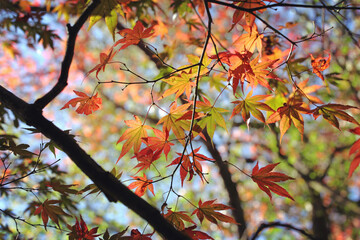 Colourful autumn leaves of the Japanese maple.