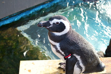 Observe penguins in the aquarium