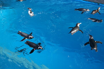 Penguins swimming like flying in the pool