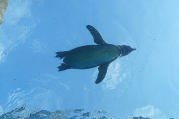 Penguins swimming like flying in the pool