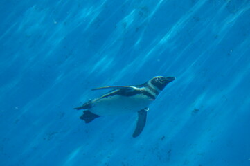 Penguins swimming like flying in the pool