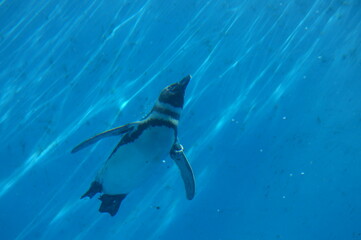 Obraz premium Penguins swimming like flying in the pool