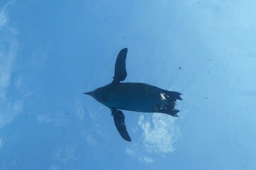 Penguins swimming like flying in the pool
