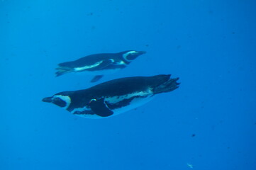 Penguins swimming like flying in the pool