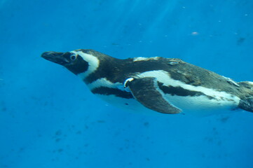 Penguins swimming like flying in the pool