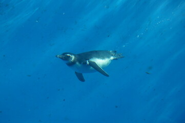 Obraz na płótnie Canvas Penguins swimming like flying in the pool